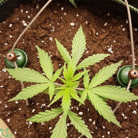 Northern Lights Automatic growlog timeline photo