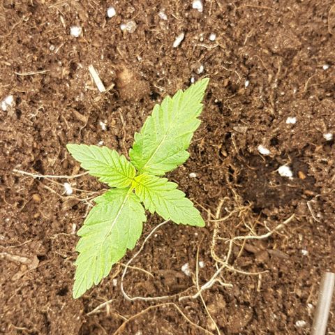 Purplematic CBD growlog timeline photo