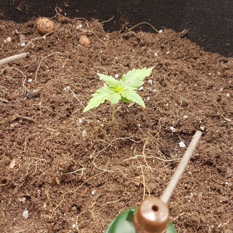 Purplematic CBD growlog timeline photo