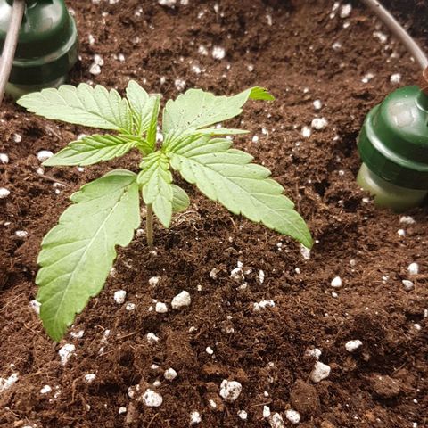 Solomatic CBD growlog timeline photo