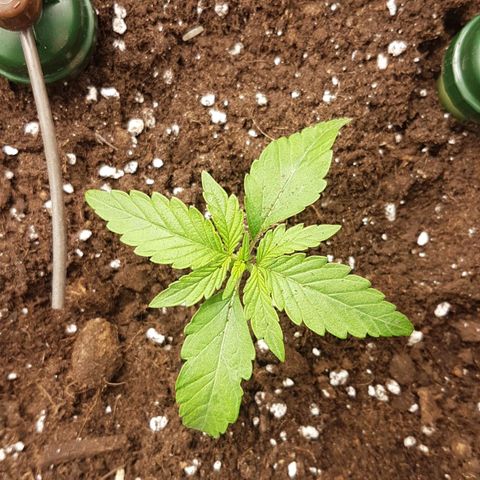 Solomatic CBD growlog timeline photo