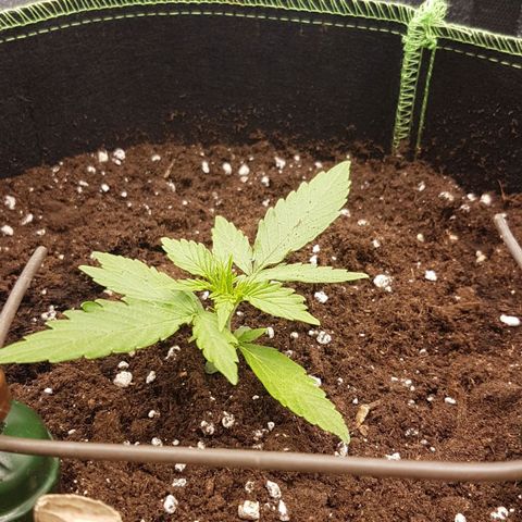 Orion F1 growlog timeline photo