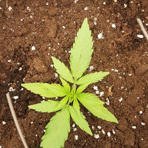 Orion F1 growlog timeline photo