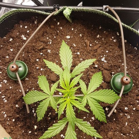 Northern Lights Automatic growlog timeline photo