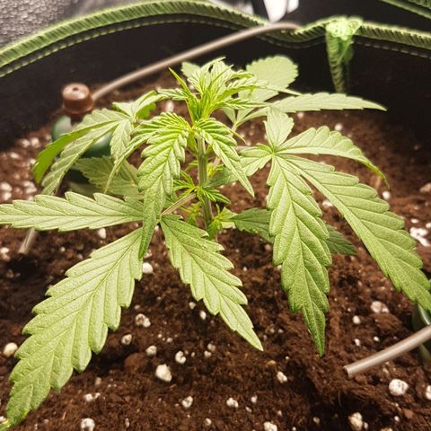 Northern Lights Automatic growlog timeline photo