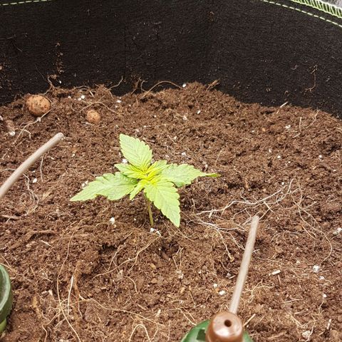 Purplematic CBD growlog timeline photo
