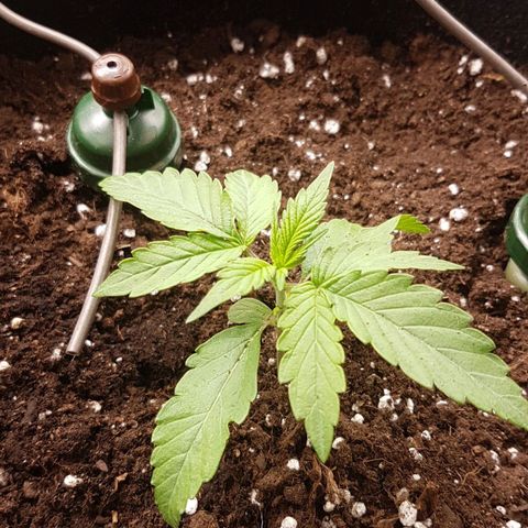 Solomatic CBD growlog timeline photo