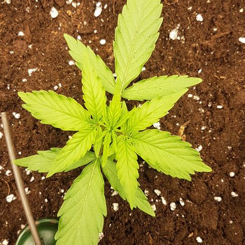 Orion F1 growlog timeline photo