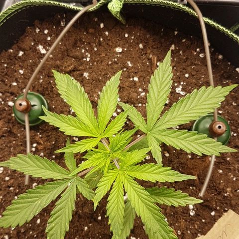 Northern Lights Automatic growlog timeline photo
