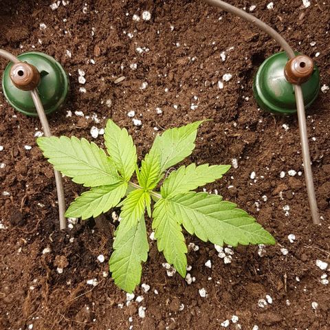 Solomatic CBD growlog timeline photo