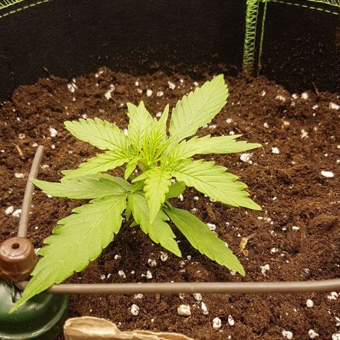 Orion F1 growlog timeline photo