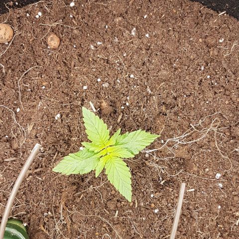 Purplematic CBD growlog timeline photo