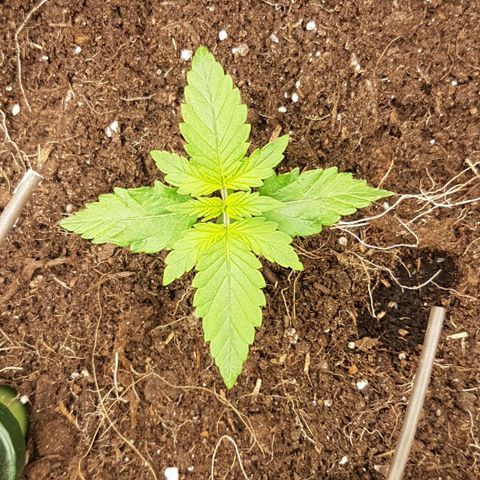 Purplematic CBD growlog timeline photo