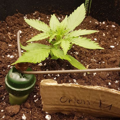 Orion F1 growlog timeline photo