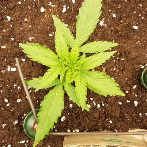 Orion F1 growlog timeline photo