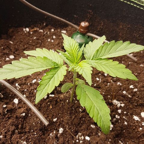 Solomatic CBD growlog timeline photo