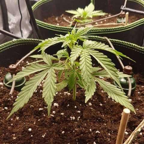 Northern Lights Automatic growlog timeline photo