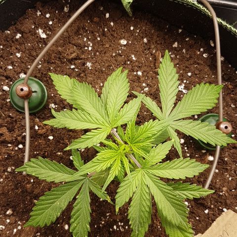Northern Lights Automatic growlog timeline photo
