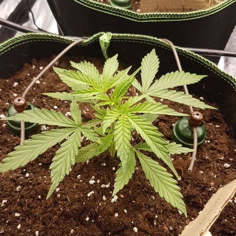 Northern Lights Automatic growlog timeline photo