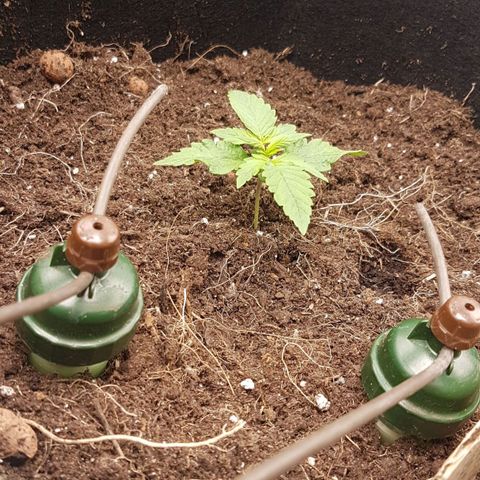 Purplematic CBD growlog timeline photo
