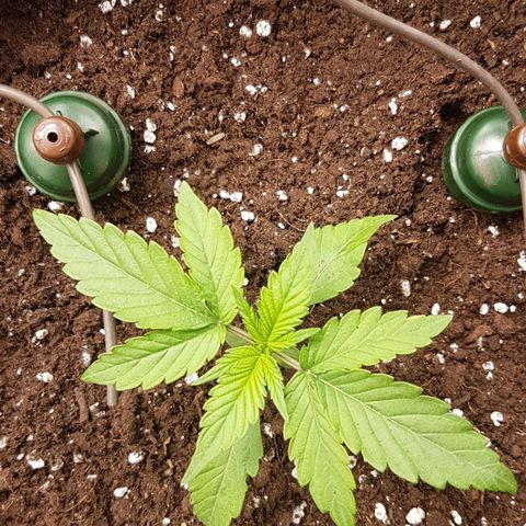 Solomatic CBD growlog timeline photo