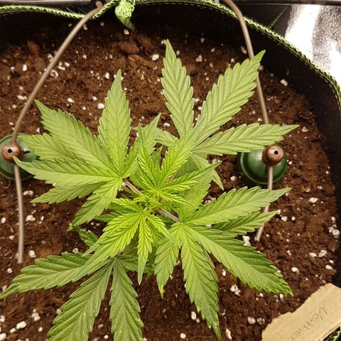 Northern Lights Automatic growlog timeline photo