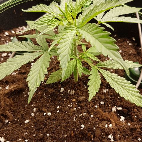 Northern Lights Automatic growlog timeline photo