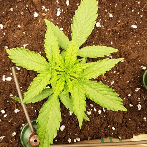 Orion F1 growlog timeline photo