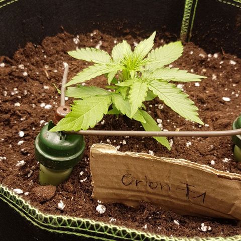 Orion F1 growlog timeline photo