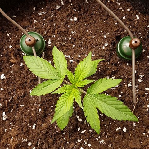 Solomatic CBD growlog timeline photo