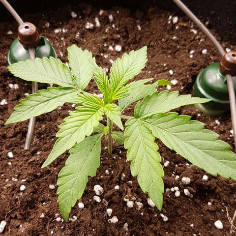 Solomatic CBD growlog timeline photo