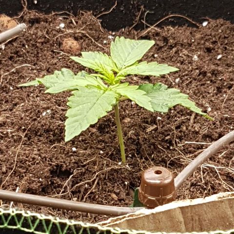 Purplematic CBD growlog timeline photo