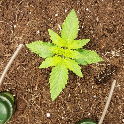 Purplematic CBD growlog timeline photo