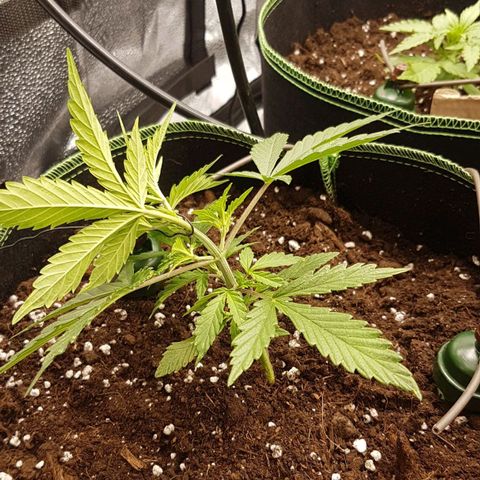 Northern Lights Automatic growlog timeline photo