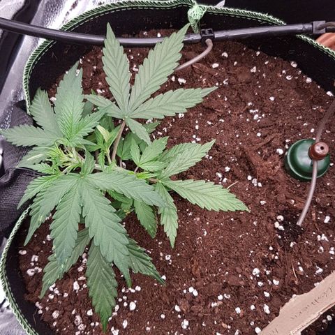 Northern Lights Automatic growlog timeline photo