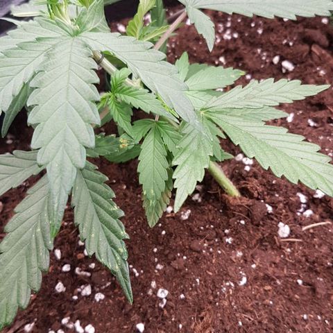 Northern Lights Automatic growlog timeline photo