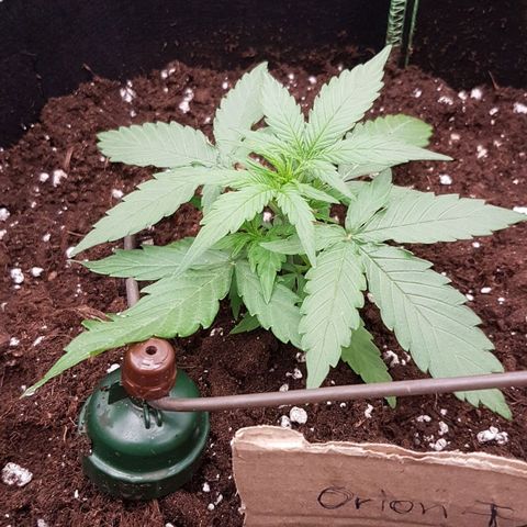 Orion F1 growlog timeline photo