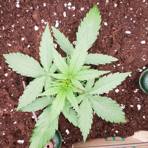 Orion F1 growlog timeline photo