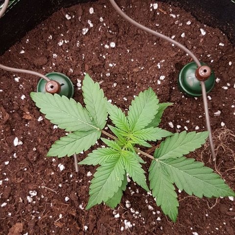 Solomatic CBD growlog timeline photo