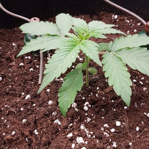 Solomatic CBD growlog timeline photo