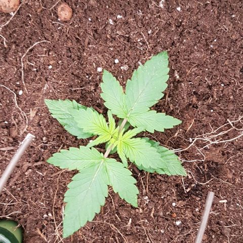 Purplematic CBD growlog timeline photo