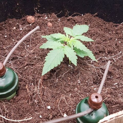 Purplematic CBD growlog timeline photo