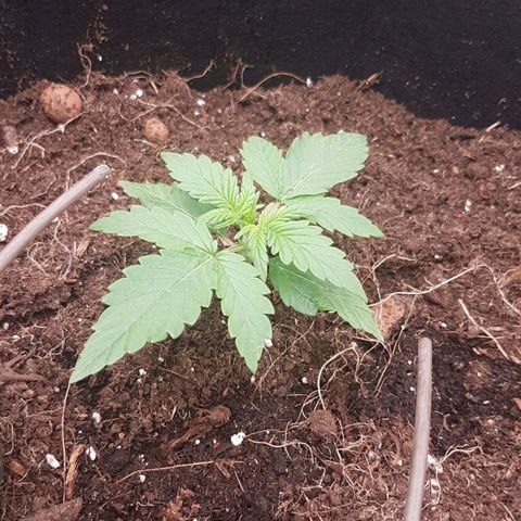 Purplematic CBD growlog timeline photo