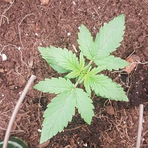 Purplematic CBD growlog timeline photo