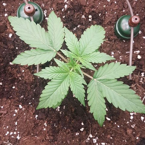 Solomatic CBD growlog timeline photo