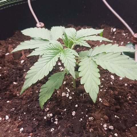 Solomatic CBD growlog timeline photo