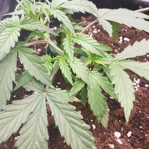 Northern Lights Automatic growlog timeline photo