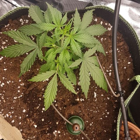 Northern Lights Automatic growlog timeline photo
