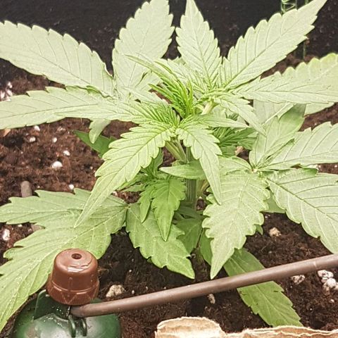 Orion F1 growlog timeline photo