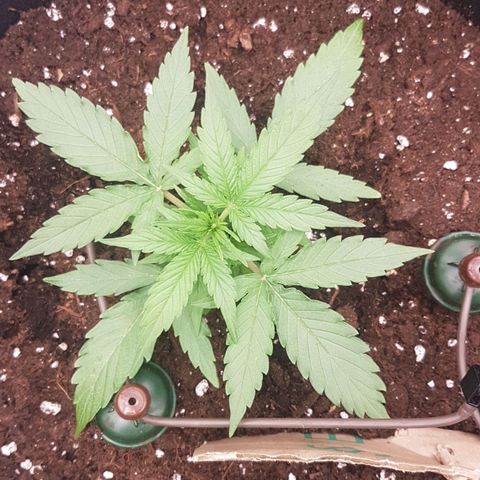Orion F1 growlog timeline photo